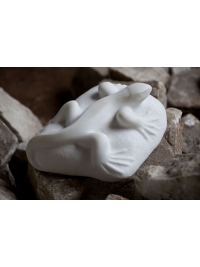 Lizard by Michael Cooper